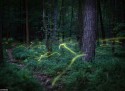 firefly trails