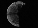 musical spectrum