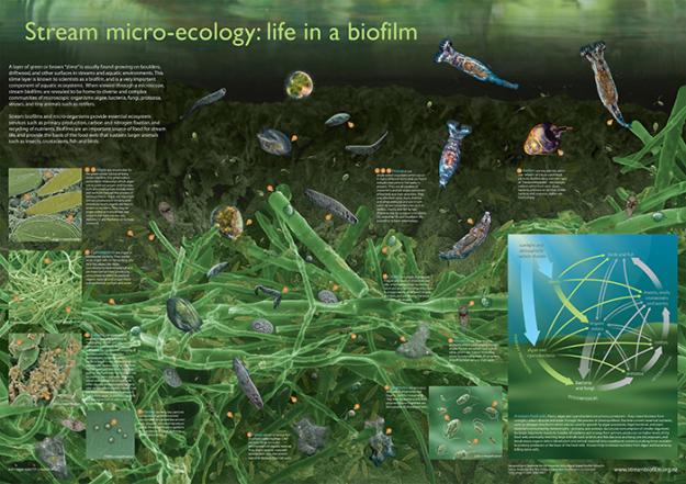 Winners of NSF Visualization Challenge 2008 Announced