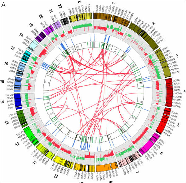 Researchers Map Chaos Inside Cancer Cell