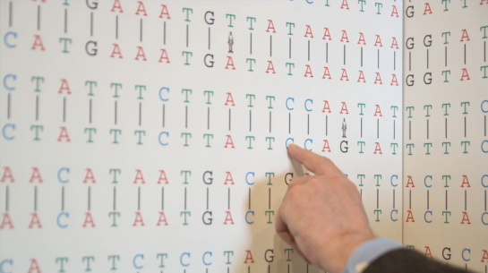 Comparing the Human and Chimpanzee Genomes