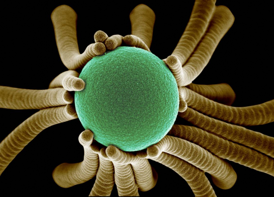 NSF Announces 2009 Visualization Contest Winners