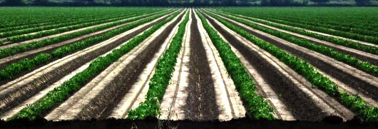 Rows in a Field