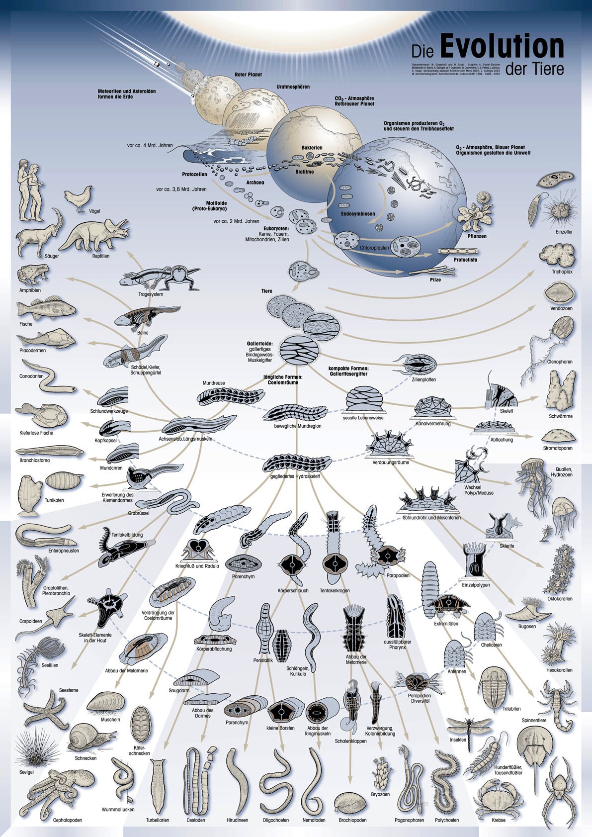 Animal Evolution Chart