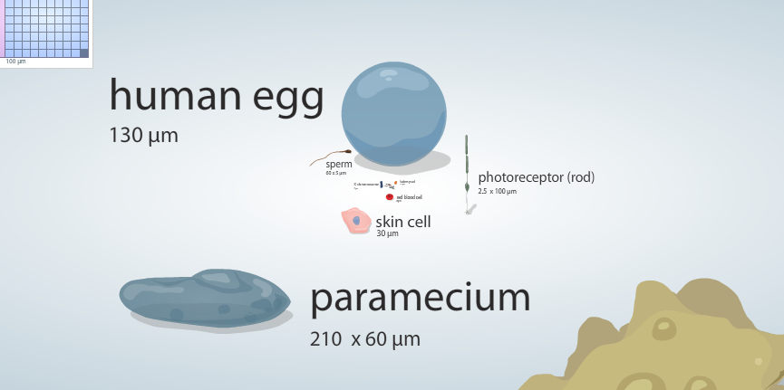 Microscopes Cell Size Ruler Putting Cell Size in Perspective – FlowingData