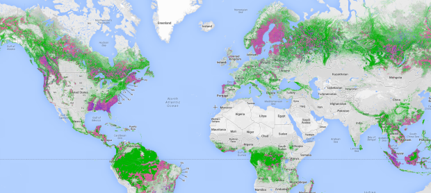 Global forest watch что это