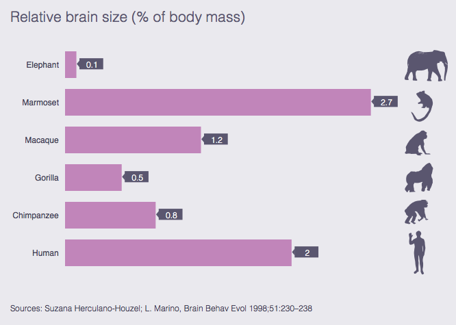 Human brain size compared to animals' | FlowingData