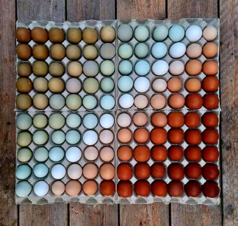 Chicken egg color spectrum | FlowingData