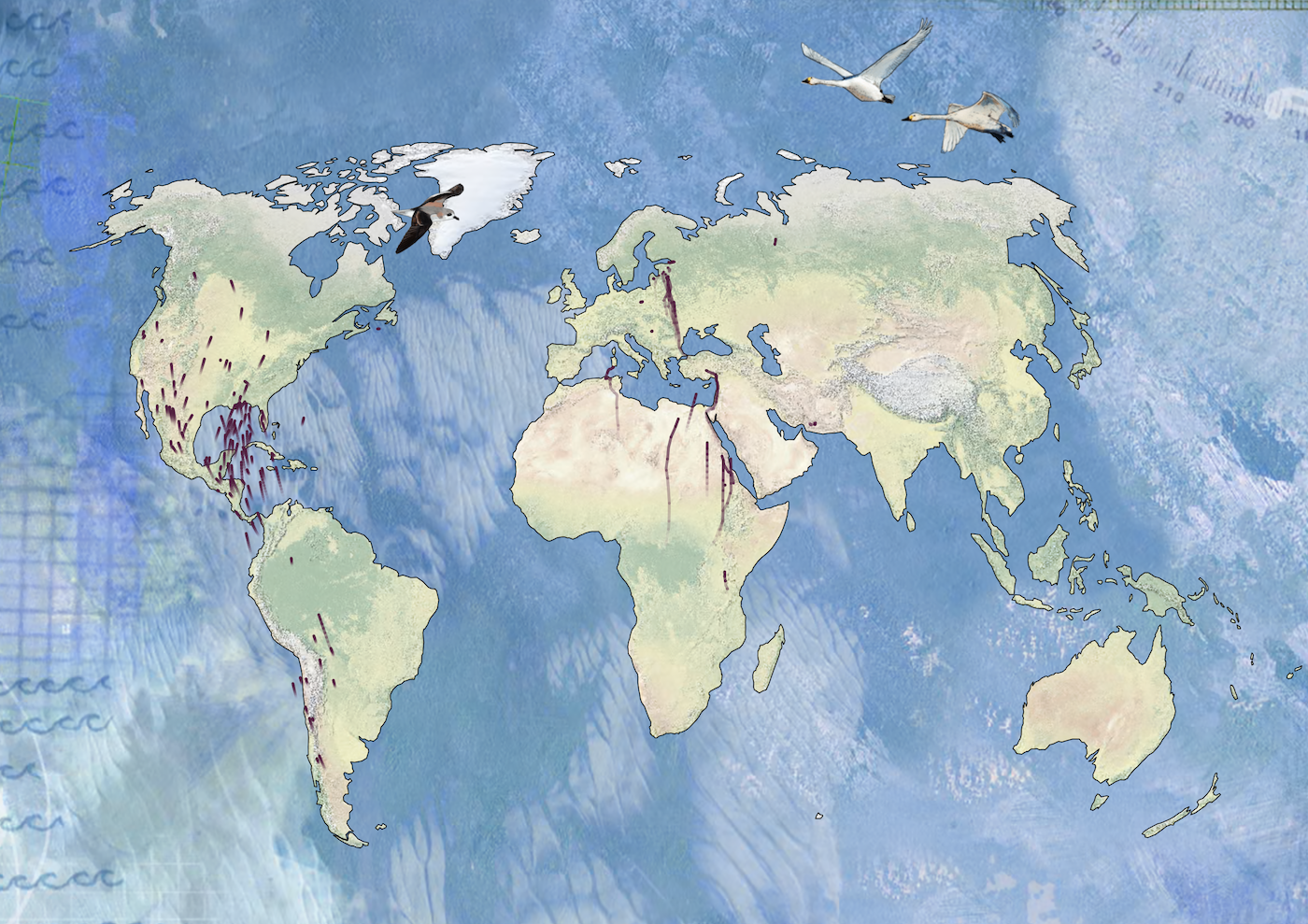 Bird migration flight paths, shifting with climate – FlowingData